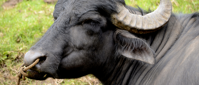 Smart Agro: IoT & Telemetry for High-Value Livestock Image 2